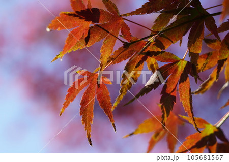 もみじ 105681567