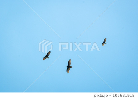 カリブ海の上空を悠々と旋回するミサゴ カリブ海の上空を悠々と旋回するミサゴ 105681918