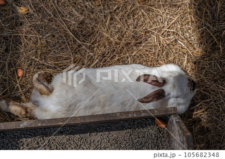 Different fluffy rabbits in the paddock lie resting and eating from a cup. There is hay in the paddock. Rabbits as a pet. housekeeping 105682348