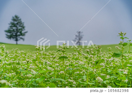 (北海道)夏の美瑛・蕎麦の花咲くマイルドセブンの丘 (北海道)夏の美瑛・蕎麦の花咲くマイルドセブンの丘 105682398