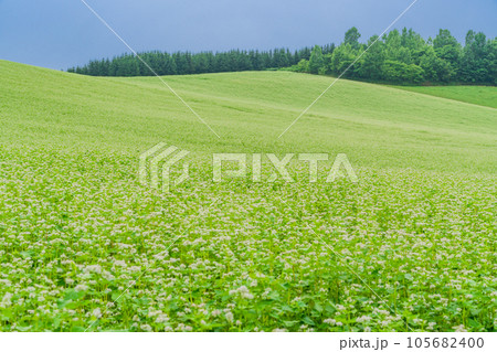 (北海道)夏の美瑛・蕎麦の花咲くマイルドセブンの丘 (北海道)夏の美瑛・蕎麦の花咲くマイルドセブンの丘 105682400
