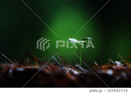 Plant seeds growing in the soil and fresh rain and transparent water droplets on young cotyledons of green sprouts and precious nature, global environment and world water day beautiful life concept 105682518