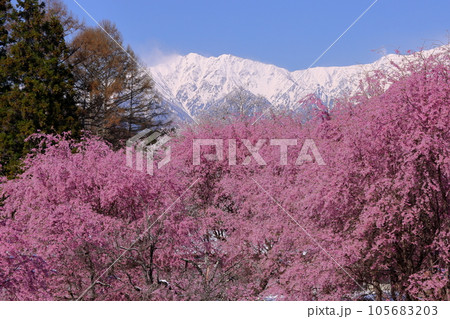 長野県上水内郡小川村小根山　立屋番所の桜山　エドヒガンを台木に育ったベニシダレ桜と冠雪した北アルプス 105683203