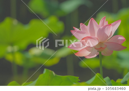 ハスの花 105683460