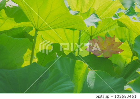 ハスの花 105683461