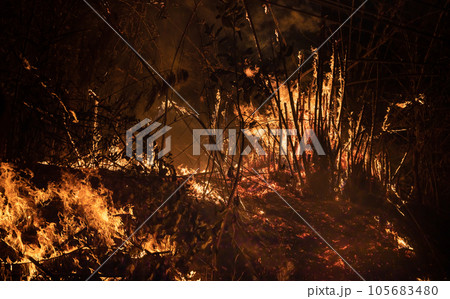 Bamboo rubbing together in windy day cause forest fire. Bamboo rubbing together in windy day cause forest fire. 105683480