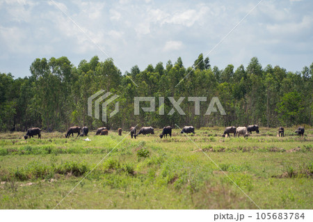 Thai Buffalo eating dry grass in a farm field. Animals in agriculture. Thai Buffalo eating dry grass in a farm field. Animals in agriculture. 105683784