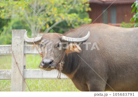 Thai Buffalo eating dry grass in a farm field. Animals in agriculture. Thai Buffalo eating dry grass in a farm field. Animals in agriculture. 105683791