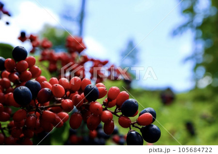 鮮やかなクマヤナギの実 鮮やかなクマヤナギの実 105684722