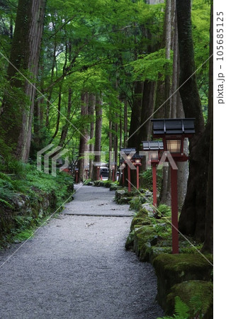 新緑に包まれた、京都府京都市にある貴船神社 105685125
