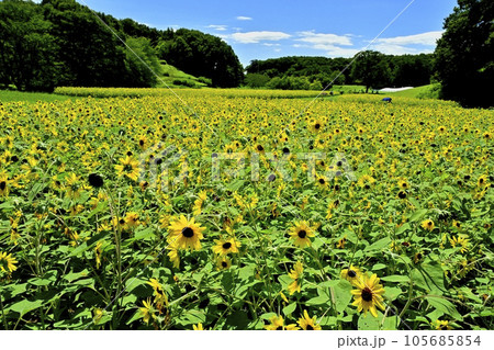 森林公園のヒマワリ畑 105685854