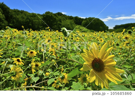 森林公園のヒマワリ畑 森林公園のヒマワリ畑 105685860