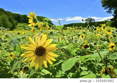 森林公園のヒマワリ畑 105685862