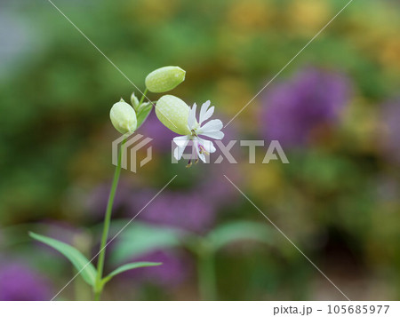 美しい白い白玉草 105685977