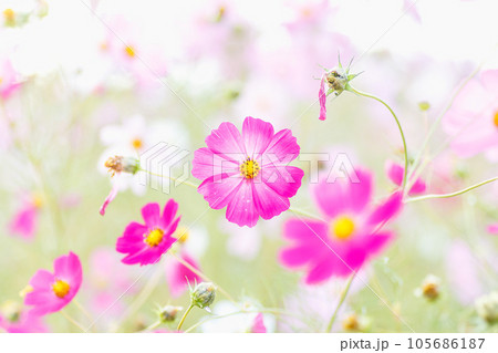 濃いピンクのコスモス 105686187