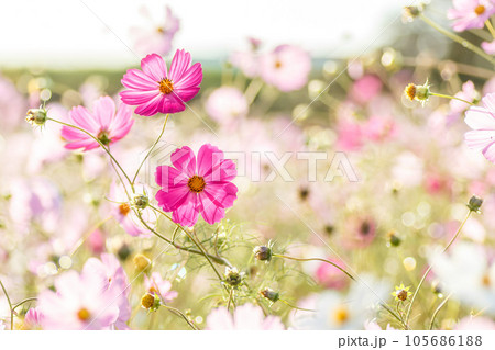 夕陽で輝くコスモス畑 夕陽で輝くコスモス畑 105686188