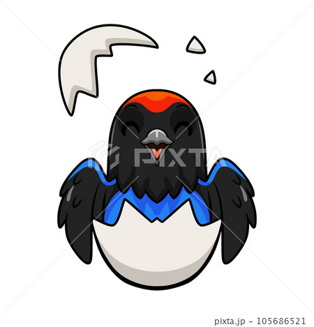 Cute blue manakin bird cartoon inside from egg Cute blue manakin bird cartoon inside from egg 105686521