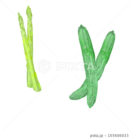 アスパラガスときゅうりの水彩ベクターイラスト 105686833