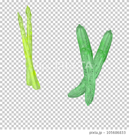 アスパラガスときゅうりの水彩ベクターイラスト 105686833