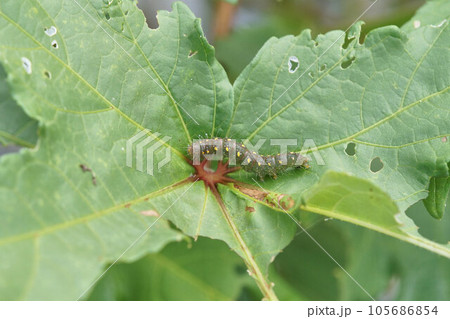 オクラの葉で見つけた毛虫　8月上旬　何の幼虫かは不明 105686854