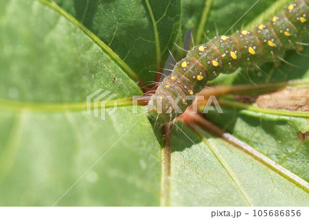 オクラの葉で見つけた毛虫 8月上旬 何の幼虫かは不明 オクラの葉で見つけた毛虫 8月上旬 何の幼虫かは不明 105686856