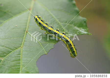 オクラの葉で見つけた毛虫 8月上旬 何の幼虫かは不明 オクラの葉で見つけた毛虫 8月上旬 何の幼虫かは不明 105686858