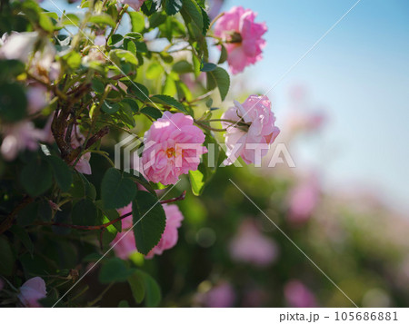 Field of roses in sunny summer day 105686881