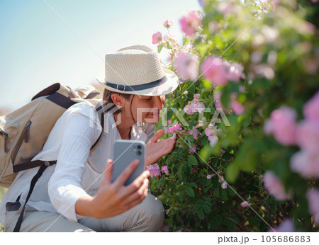 Field of roses in sunny summer day 105686883