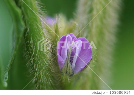 丹波黒(黒大豆)の花 8月上旬 丹波黒(黒大豆)の花 8月上旬 105686914
