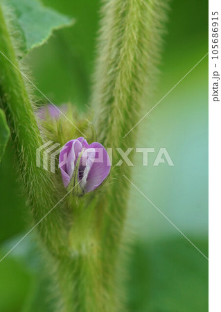 丹波黒(黒大豆)の花 8月上旬 丹波黒(黒大豆)の花 8月上旬 105686915