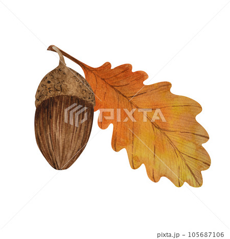 Oak acorns and leaves .Autumn hand drawn illustration.Watercolor stock image,isolated on white background.For seasonal cards,patterns,stickers,print on clothe,gifts,design of cosmetics and medicines Oak acorns and leaves .Autumn hand drawn illustration.Watercolor stock image,isolated on white background.For seasonal cards,patterns,stickers,print on clothe,gifts,design of cosmetics and medicines 105687106