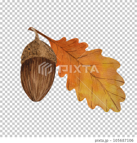 Oak acorns and leaves .Autumn hand drawn illustration.Watercolor stock image,isolated on white background.For seasonal cards,patterns,stickers,print on clothe,gifts,design of cosmetics and medicines Oak acorns and leaves .Autumn hand drawn illustration.Watercolor stock image,isolated on white background.For seasonal cards,patterns,stickers,print on clothe,gifts,design of cosmetics and medicines 105687106