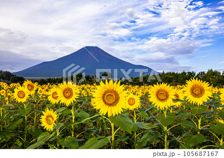 【山梨県・富士山】ひまわりと富士山・花の都公園 8月 9月 【山梨県・富士山】ひまわりと富士山・花の都公園 8月 9月 105687167