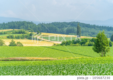 富良野 田園風景 丘陵 富良野 田園風景 丘陵 105687230