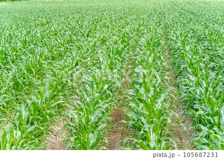 富良野　田園風景　丘陵　トウモロコシ 105687231