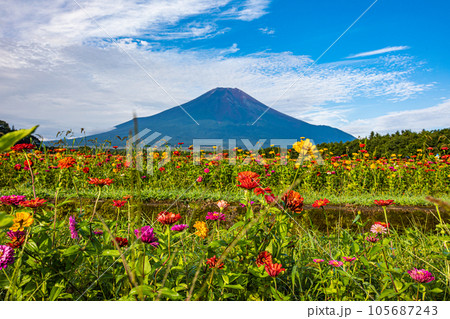 【山梨県・富士山】ジニア(百日草)と富士山・花の都公園 8月 9月 【山梨県・富士山】ジニア(百日草)と富士山・花の都公園 8月 9月 105687243