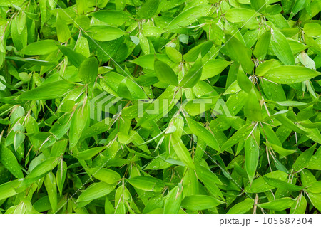 アシボソ 105687304