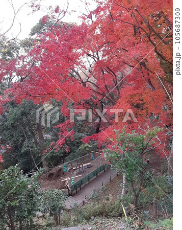 赤い葉　色づいた葉　赤い植物　紅葉　秋 105687309