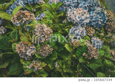 枯れ始めの紫陽花【夏】 105687334