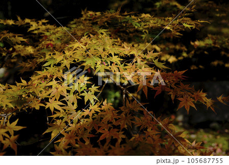 鮮かな黄色に染まったモミジの紅葉 鮮かな黄色に染まったモミジの紅葉 105687755