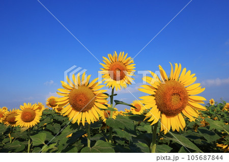 ひまわり4246 105687844