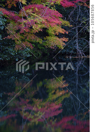 鮮かに紅葉したモミジの映り込み 鮮かに紅葉したモミジの映り込み 105687856