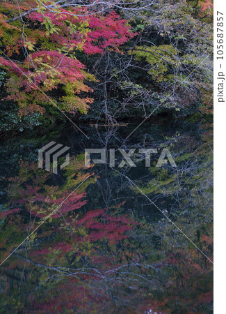 鮮かに紅葉したモミジの映り込み 鮮かに紅葉したモミジの映り込み 105687857