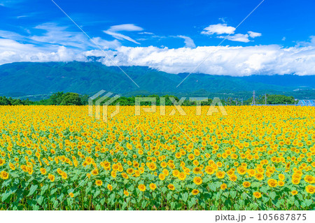 【夏素材】明野のひまわり畑と青空【山梨県】 【夏素材】明野のひまわり畑と青空【山梨県】 105687875