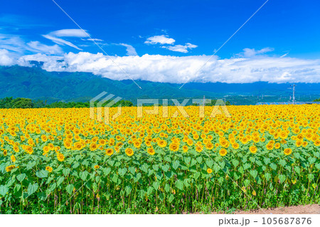 【夏素材】明野のひまわり畑と青空【山梨県】 105687876
