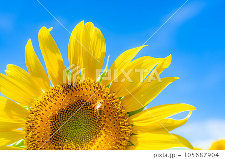 【夏素材】明野のひまわり畑と青空【山梨県】 105687904