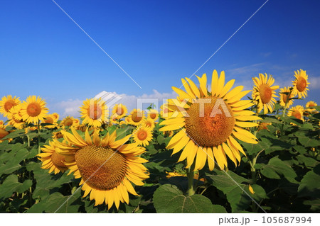 ひまわり4232 105687994