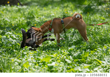 African Basenji dog in a muzzle plays with a stray dog on a walk.  105688031