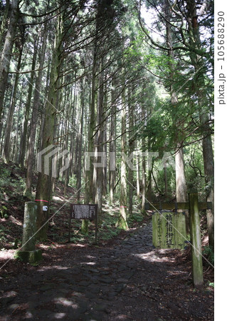 箱根旧街道石畳 箱根旧街道石畳 105688290