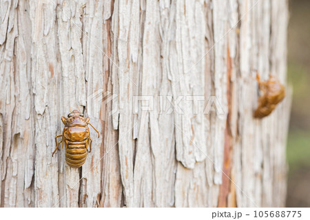 羽化をする前の蝉の幼虫と蝉の脱殻 羽化をする前の蝉の幼虫と蝉の脱殻 105688775